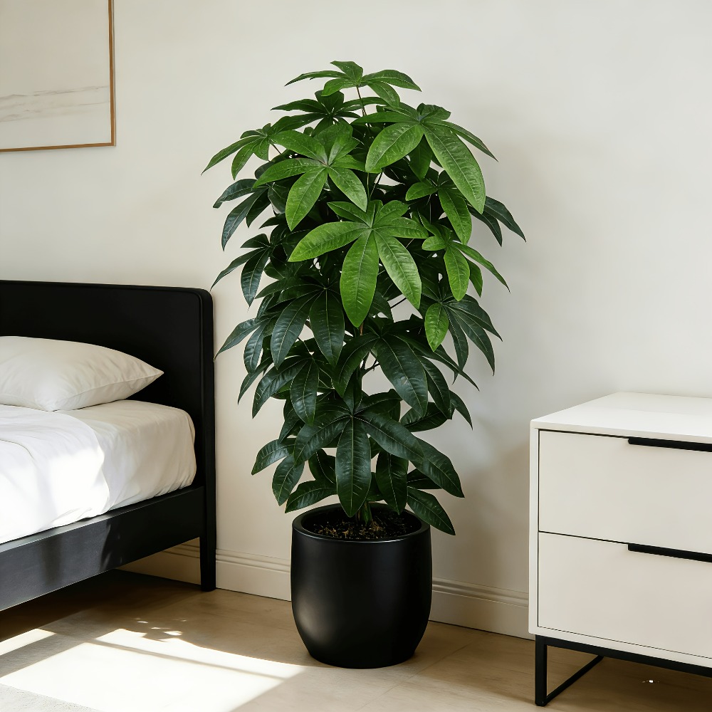 Monstera Adansonii - 人工の金のなる木パキラ・アクアティカは、科学的にも知られる金のなる木・平和の木として、緑の枝と鮮やかな葉が特徴です。