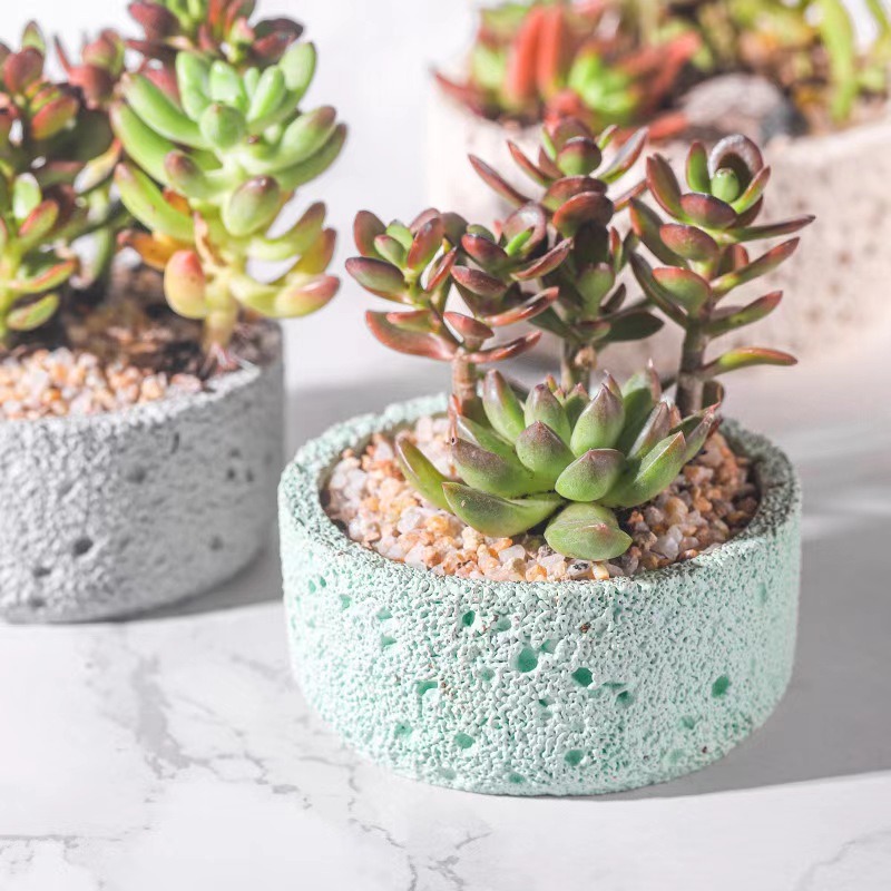 北欧のセメント植木鉢,シミュレートされた火山石,屋内多肉植物 - Echeveria Succulent のレビューと価格